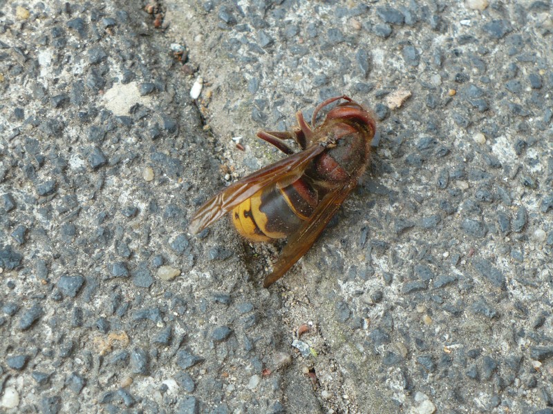 Korfball Kamp139-site.jpg